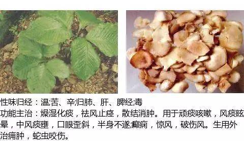 化痰止咳平喘药