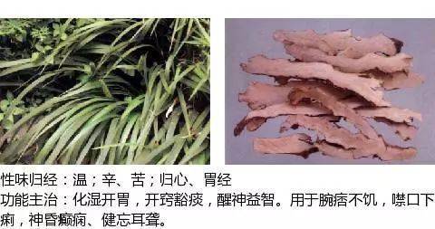 开窍药-石菖蒲