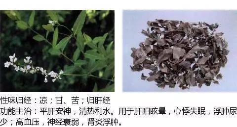 平肝熄风药