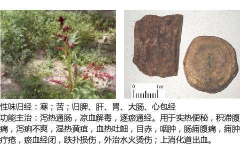 泻下药