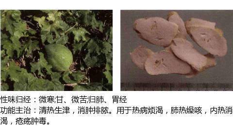 清热泻火药