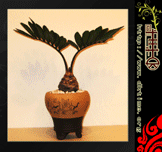 植物绿化